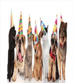 Party Animals in Hats