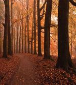Fall Hiking Enchanted