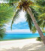 Shadow Shade of Palms