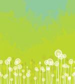 Wild Dandelion Blossoms