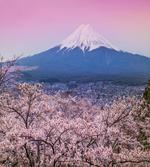 Spring Season Violet Tones