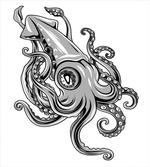 Animal Cuttlefish Sea
