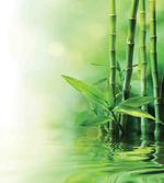 Spa Bamboos Trees