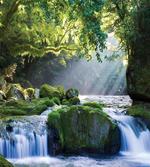 Green Forest and Streaming