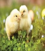 Baby Chickens Photo