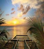 Palms Sunset Scenery