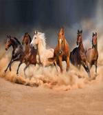 Equine Themed Animals