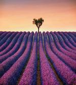 Lavender Flowers Field