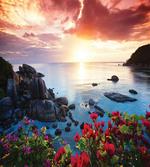 Poppy Carnations Spring
