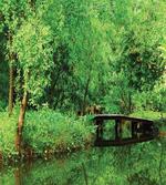 Foliage Forest Woodsy
