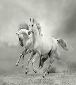 Horse Freedom Theme