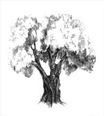 Olive Tree Retro Nature