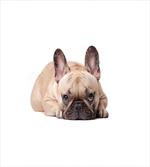 Funny Pet Animal Lovers artwork