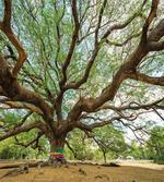 Big Rain Tree Thailand