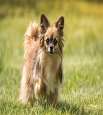 Long Haired Small Dog