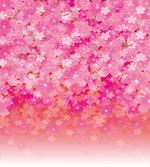 Cherry Bloom Tree