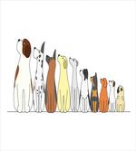 Dogs in a Row Looking Away