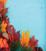 Canadian Maple Foliage