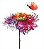 Chrysanthemum Flower