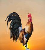Farm Animal Sunrise