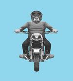 Dog Breed Riding Scooter artwork