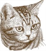 Portrait of a Kitty Hipster