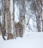 European Lynx Wilderness