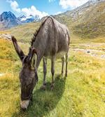 Donkey Eating Grass Mountain