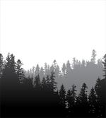 Abstract Wild Spruces
