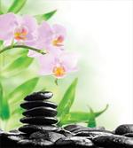Basalt Stones Orchid