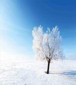Snow Covered Alone Tree