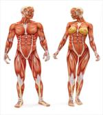 Male Human Body