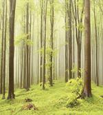 Misty Spring Nature