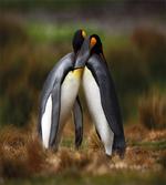 Penguin Couple Cuddling