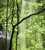 Jungle Waterfall Tree