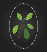 Alligator Pear Tree