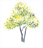 Blooming Spring Branch