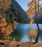 Lake Forest Autumn Tree