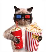 Cat Popcorn