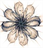 Close-up Fractal Flower