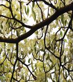 Close up Leafy Branches Photo