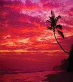 Tropical Island Beach Palms