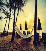 Coconut Exotic Palm Trees
