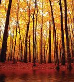 Autumn Forest Trees