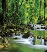 Tropic Mountain Stream