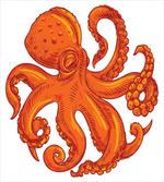 Orange Animal Wildlife