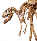 Archeology Theme T-Rex