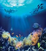 Various Fish Nautical
