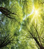 Romantic Beech Trees
