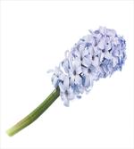Spring Love Hyacinth